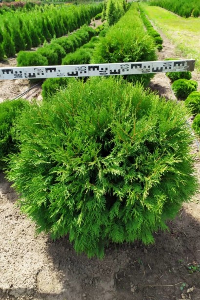 Туя західна Глобоза | Туя западная Глобоза | Thuja occidentalis Globosa